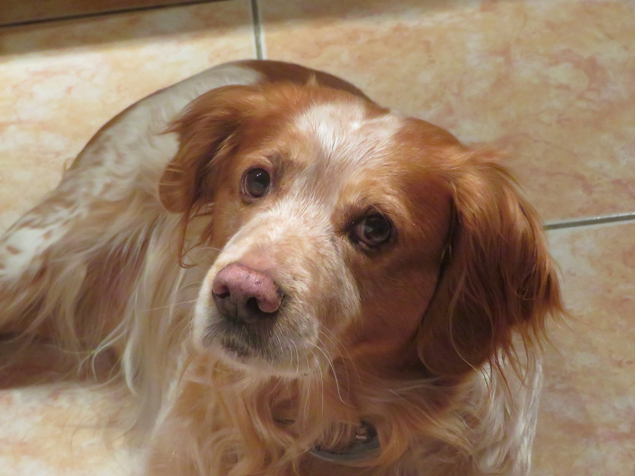 Galilée a rejoint le concours — aidez-le/la à gagner de superbes lots ! canidae, carnivore, companion_dog, dog, dog_breed, fawn, flooring, fur, gun_dog, hardwood, liver, snout, sporting_group, varnish, whiskers, wood, wood_stain, working_animal