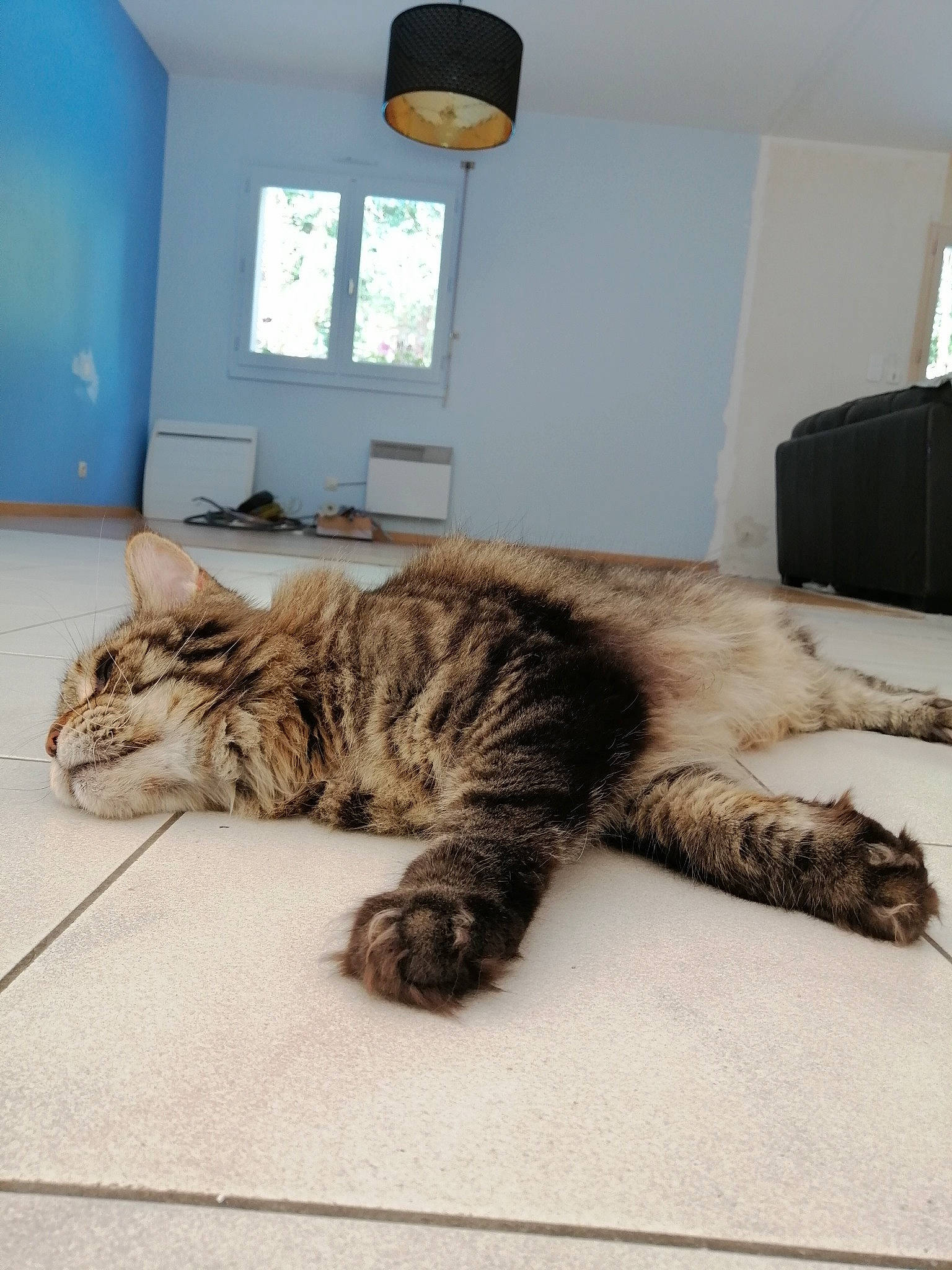 Merlin a rejoint le concours — aidez-le/la à gagner de superbes lots ! carnivore, cat, claw, comfort, domestic_short_haired_cat, felidae, floor, flooring, fur, grey, hardwood, paw, room, small_to_medium_sized_cats, snout, tail, terrestrial_animal, whiskers, window, wood