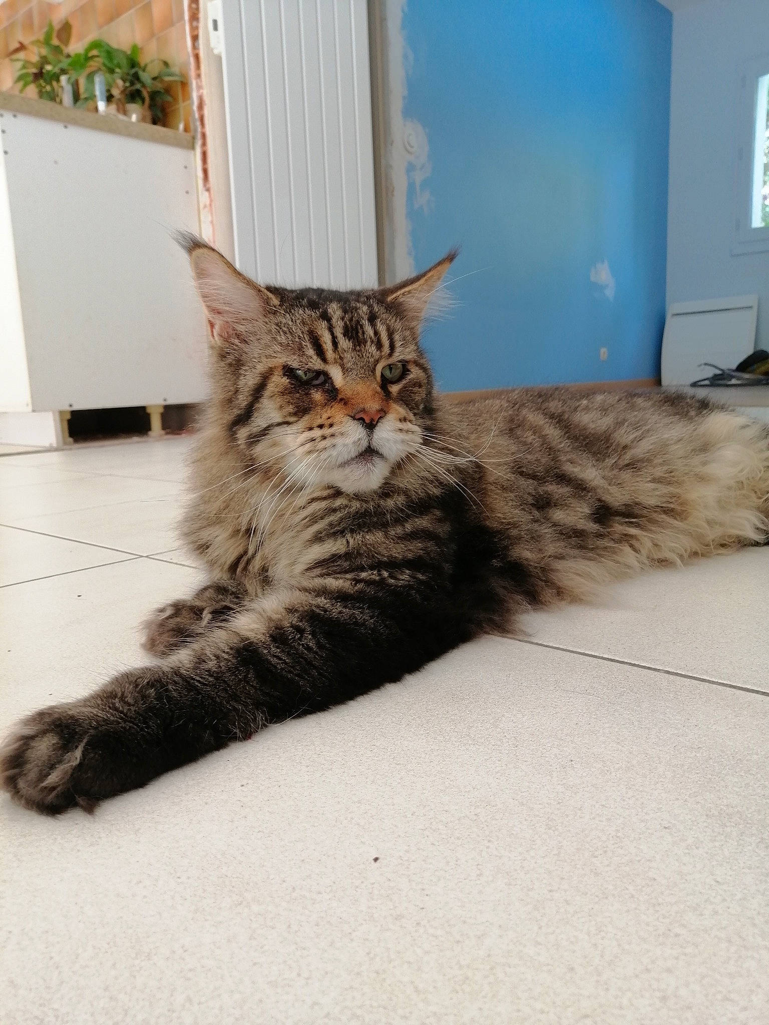 Merlin a rejoint le concours — aidez-le/la à gagner de superbes lots ! carnivore, cat, comfort, domestic_short_haired_cat, door, felidae, floor, flooring, fur, grey, hardwood, houseplant, plant, small_to_medium_sized_cats, snout, tail, terrestrial_animal, whiskers, window, wood