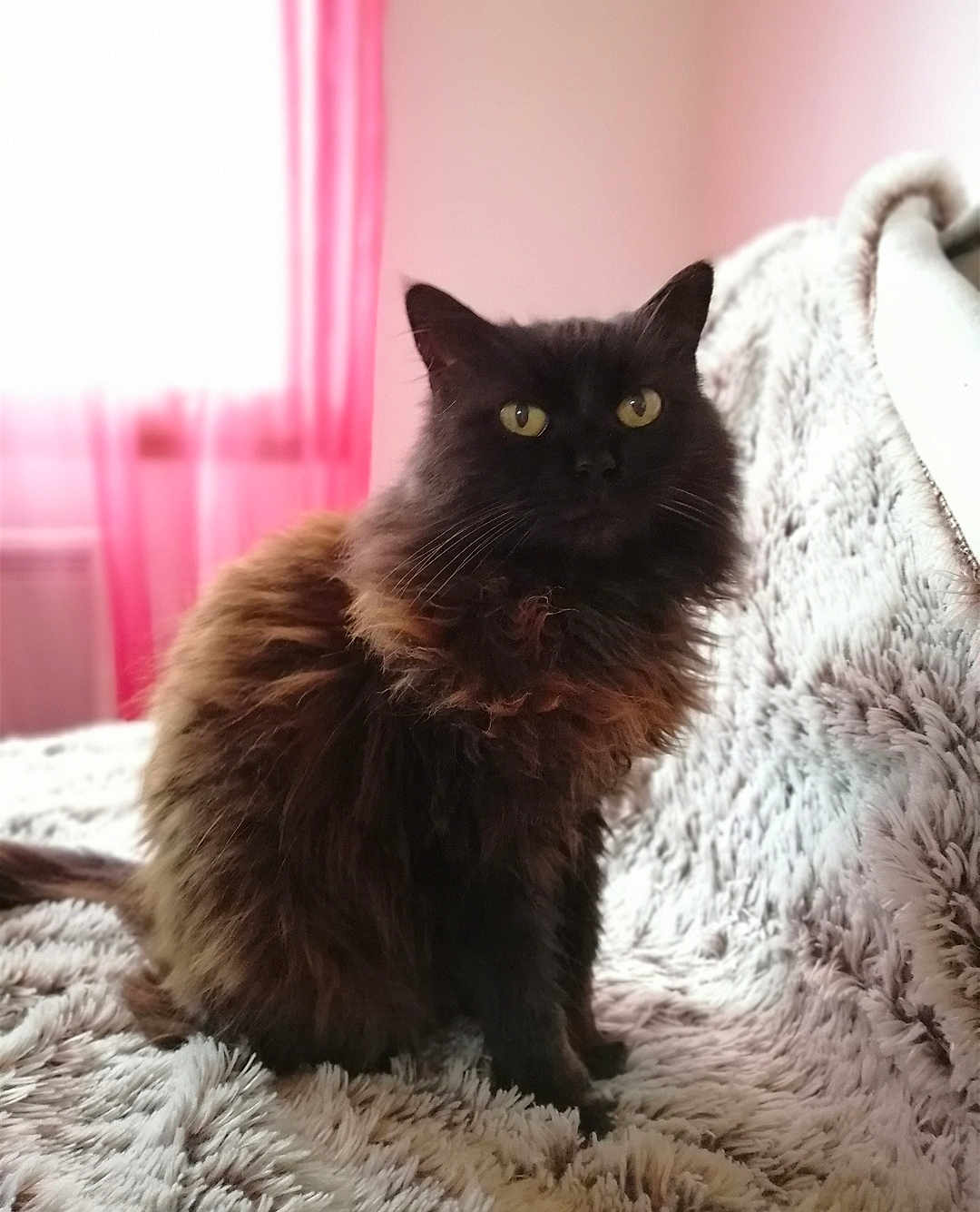 Baya