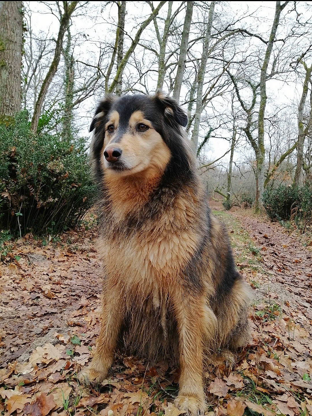 Oyana participe au concours pour gagner de l'argent avec cette photo : canidae, carnivore, companion_dog, dog, dog_breed, forest, fur, grass, plant, sky, snout, soil, sporting_group, terrestrial_animal, tree, twig, woodland, working_dog
