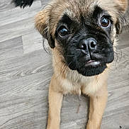 Deigo is registered to the contest to win money with this photo: adorable, animal, canine, close_up, cute, dog, ears, eyes, face, floor, fur, indoor, looking_up, nose, pet, puppy, small, whiskers, wooden_floor, young_dog