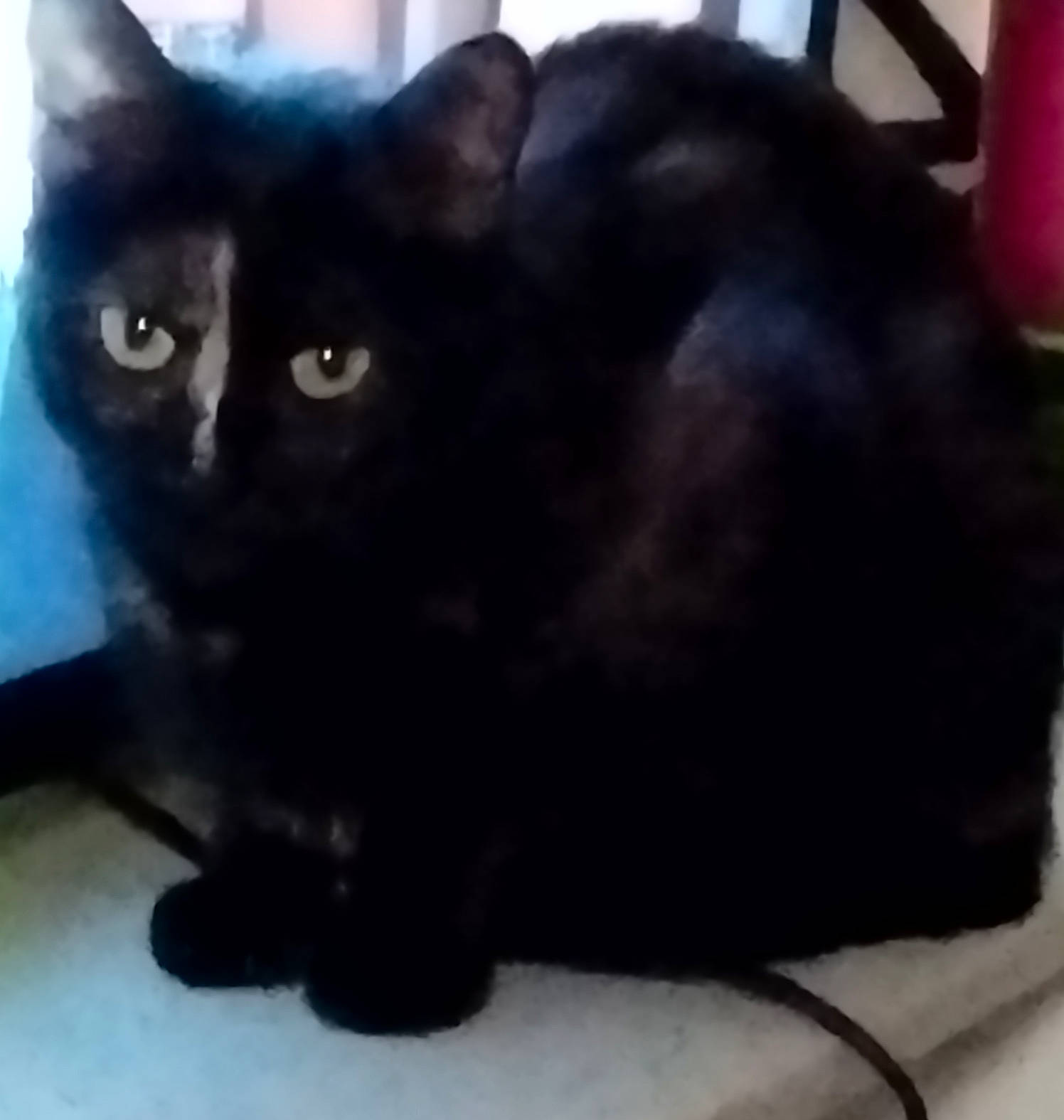 Happy participe au concours pour gagner de l'argent avec cette photo : black_cat, bombay, carnivore, cat, claw, comfort, domestic_short_haired_cat, eye, felidae, fur, paw, small_to_medium_sized_cats, snout, tail, terrestrial_animal, whiskers, window