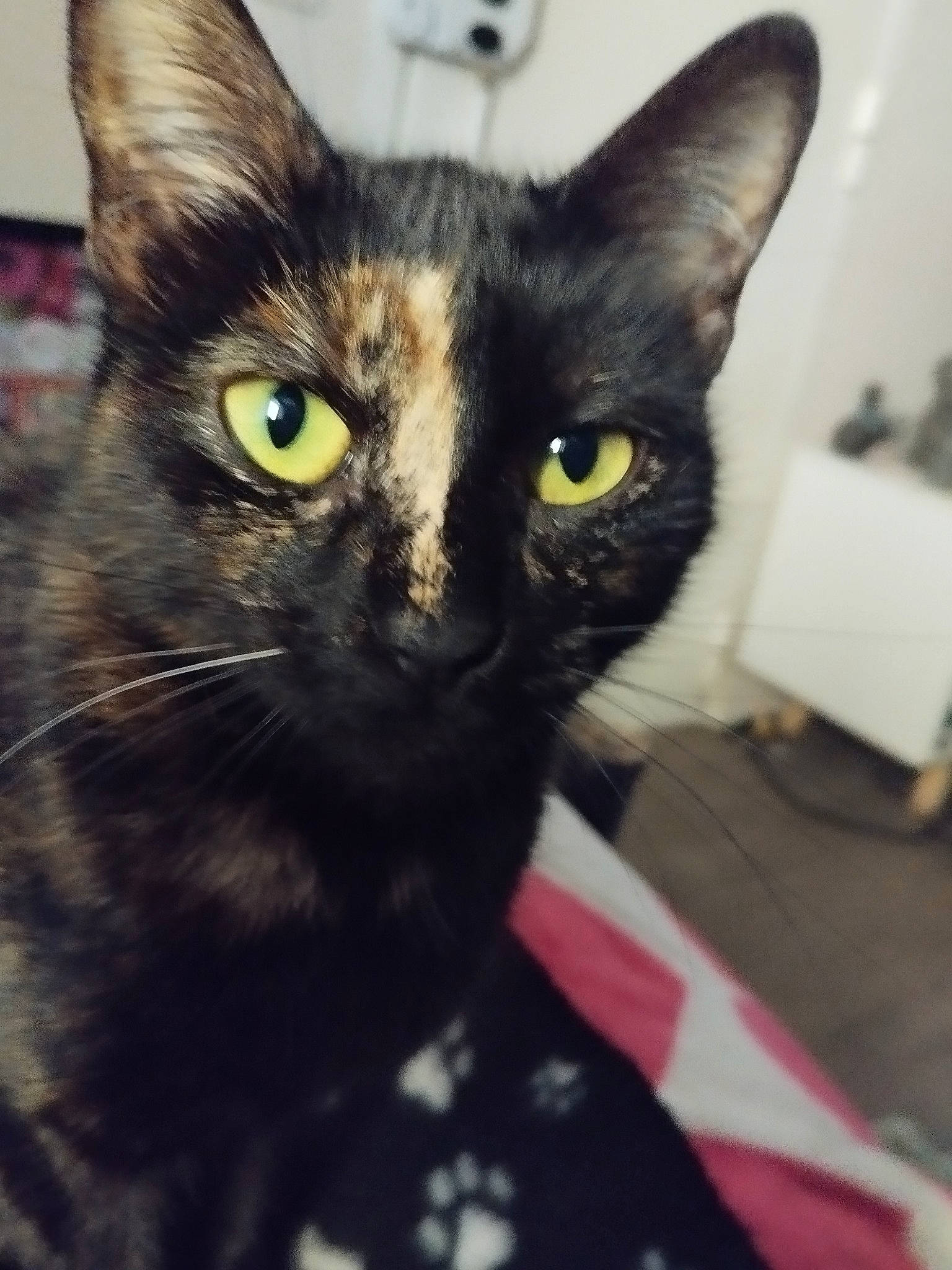 Happy a rejoint le concours — aidez-le/la à gagner de superbes lots ! black_cat, bombay, carnivore, cat, domestic_short_haired_cat, ear, felidae, fur, iris, sky, small_to_medium_sized_cats, snout, whiskers