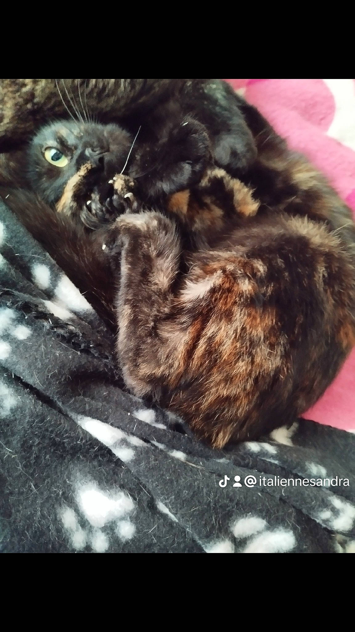 Happy a rejoint le concours — aidez-le/la à gagner de superbes lots ! carnivore, cat, claw, cloud, comfort, darkness, domestic_short_haired_cat, felidae, font, fur, metal, nap, paw, photo_caption, small_to_medium_sized_cats, snout, still_life_photography, tail, terrestrial_animal, whiskers