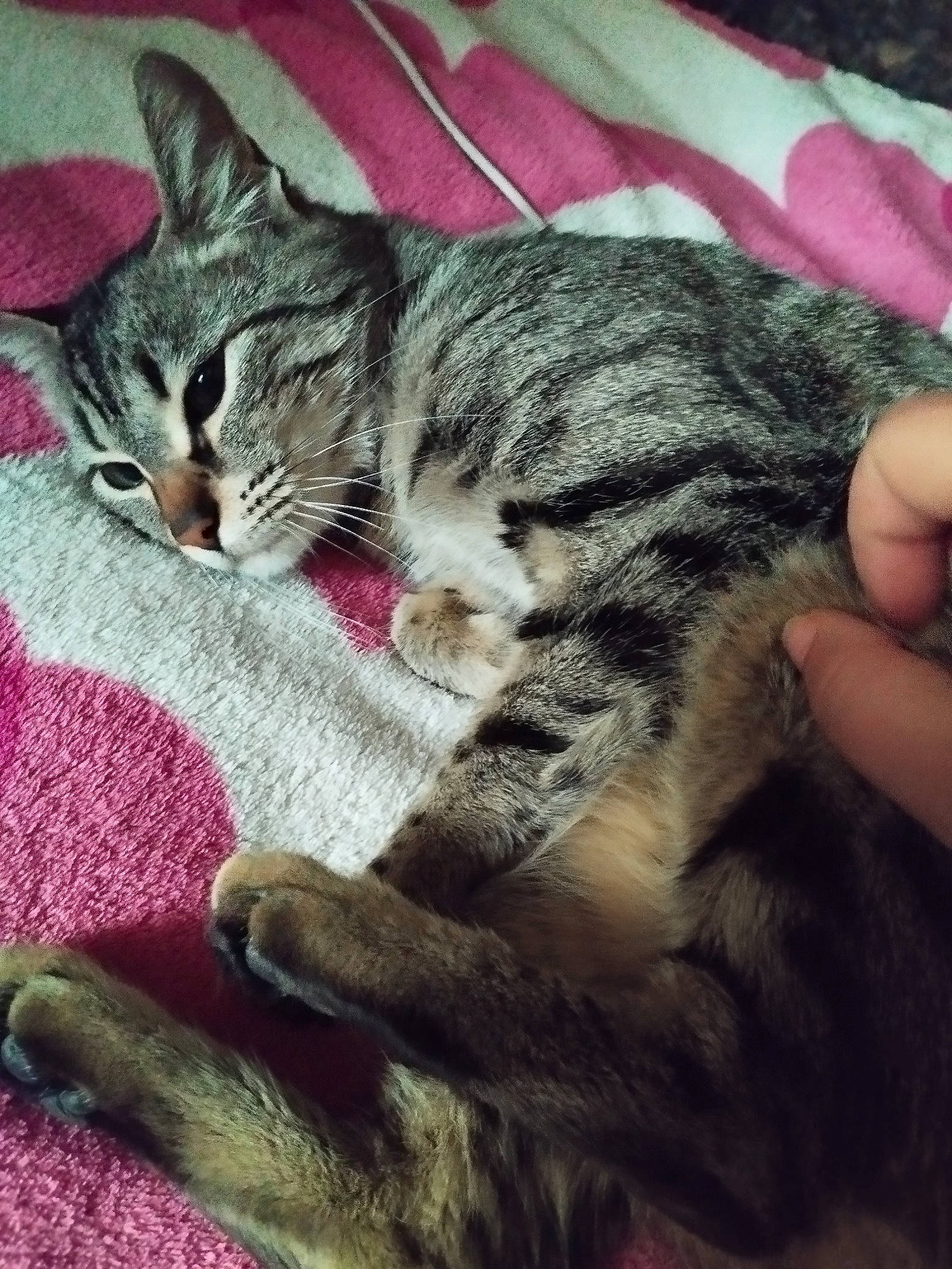 Natsu a rejoint le concours — aidez-le/la à gagner de superbes lots ! carnivore, cat, claw, comfort, domestic_short_haired_cat, felidae, fur, nail, nap, paw, sleep, small_to_medium_sized_cats, snout, tail, terrestrial_animal, thumb, whiskers