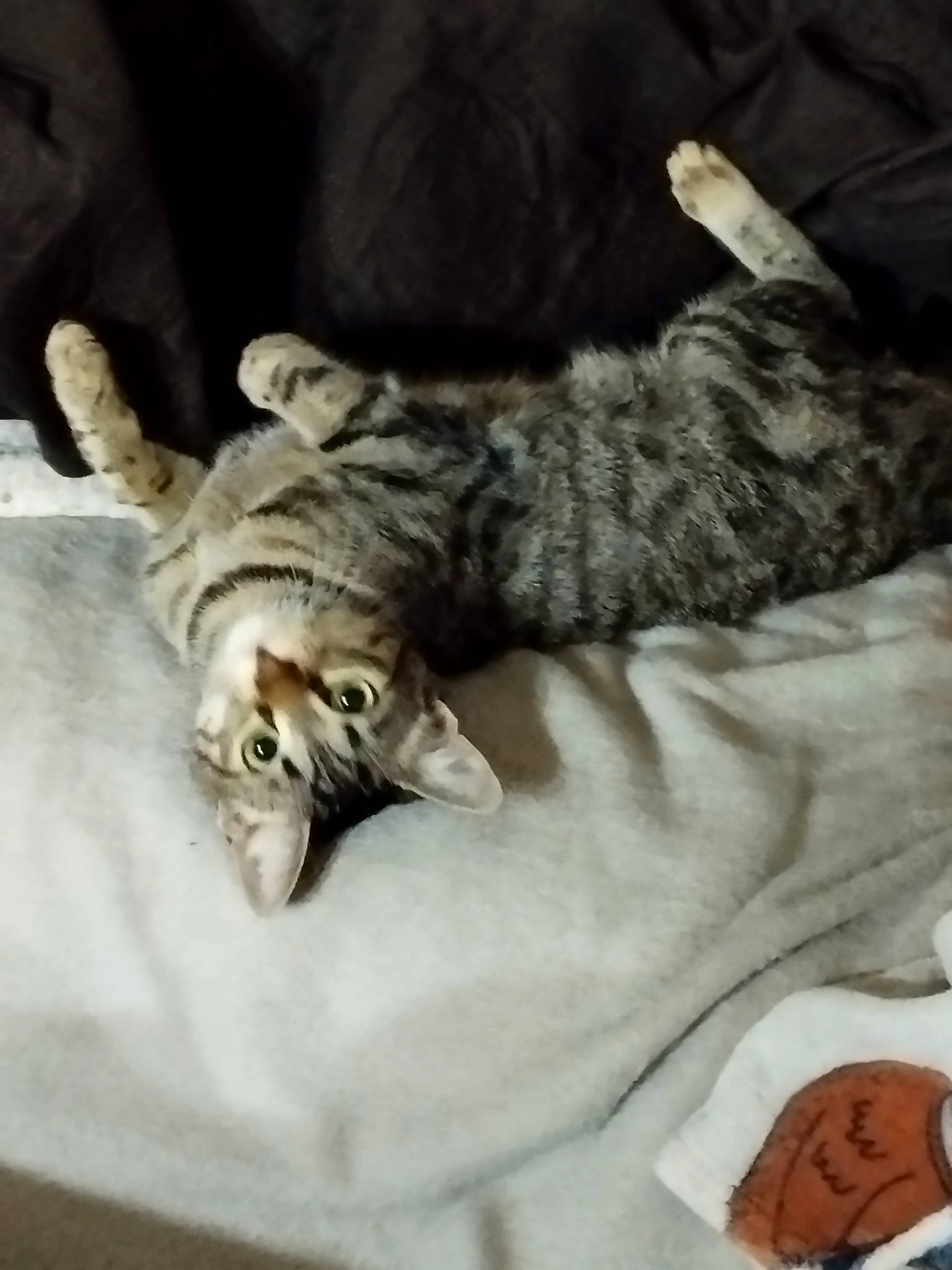 Natsu participe au concours pour gagner de l'argent avec cette photo : bed, bed_sheet, bedding, carnivore, cat, claw, comfort, domestic_short_haired_cat, duvet, felidae, fur, grey, linens, nap, paw, small_to_medium_sized_cats, tail, whiskers