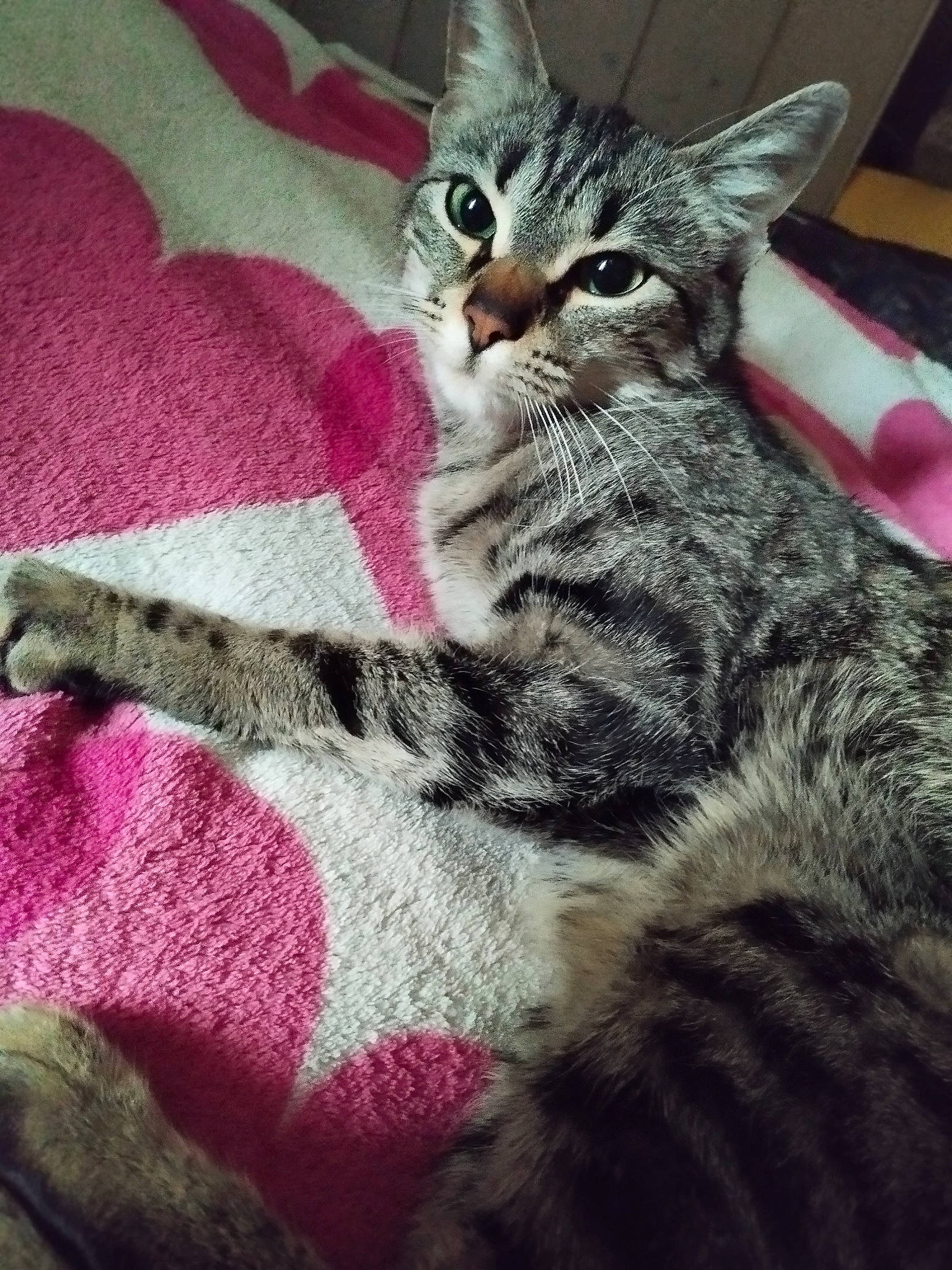 Natsu participe au concours pour gagner de l'argent avec cette photo : carnivore, cat, claw, comfort, domestic_short_haired_cat, felidae, fur, magenta, pattern, paw, small_to_medium_sized_cats, snout, tail, whiskers