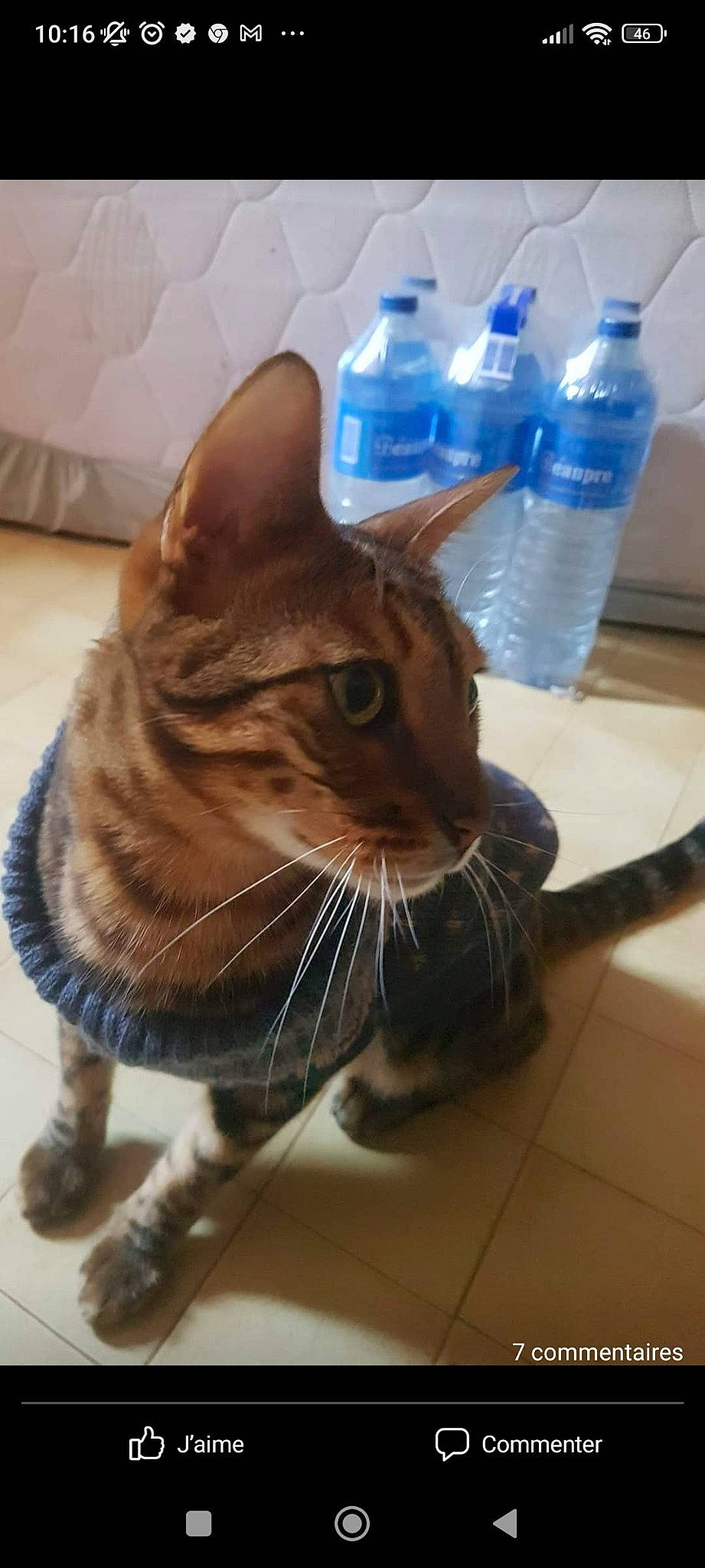 Simba participe au concours pour gagner de l'argent avec cette photo : blue, bottle, bottled_water, carnivore, cat, domestic_short_haired_cat, drinking_water, felidae, flooring, fluid, fur, liquid, mineral_water, plastic_bottle, small_to_medium_sized_cats, solvent, terrestrial_animal, water, water_bottle, whiskers