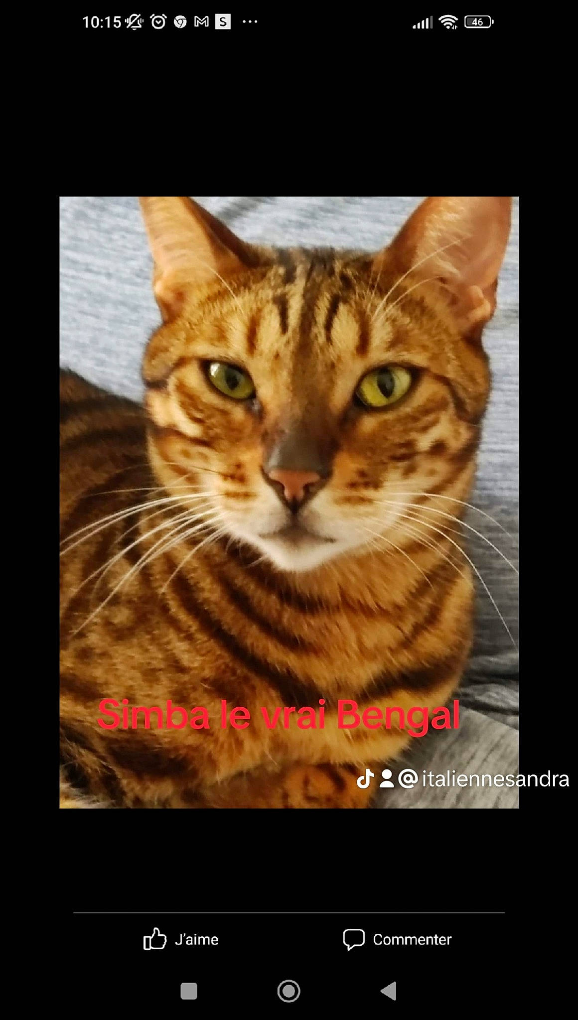 Simba a rejoint le concours — aidez-le/la à gagner de superbes lots ! art, carnivore, cat, domestic_short_haired_cat, felidae, font, fur, graphics, organism, paw, photo_caption, rectangle, small_to_medium_sized_cats, snout, terrestrial_animal, visual_arts, whiskers, wildlife