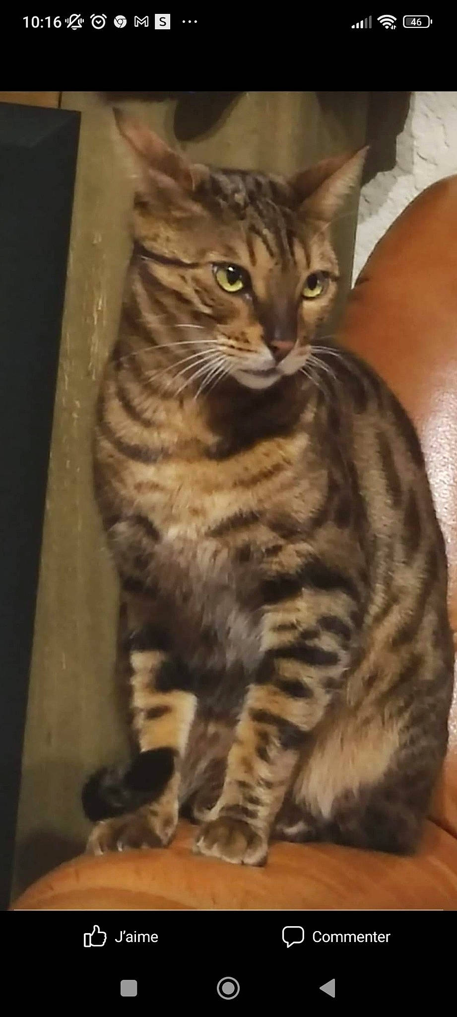 Simba a rejoint le concours — aidez-le/la à gagner de superbes lots ! carnivore, cat, claw, domestic_short_haired_cat, felidae, fur, paw, small_to_medium_sized_cats, snout, tail, terrestrial_animal, whiskers