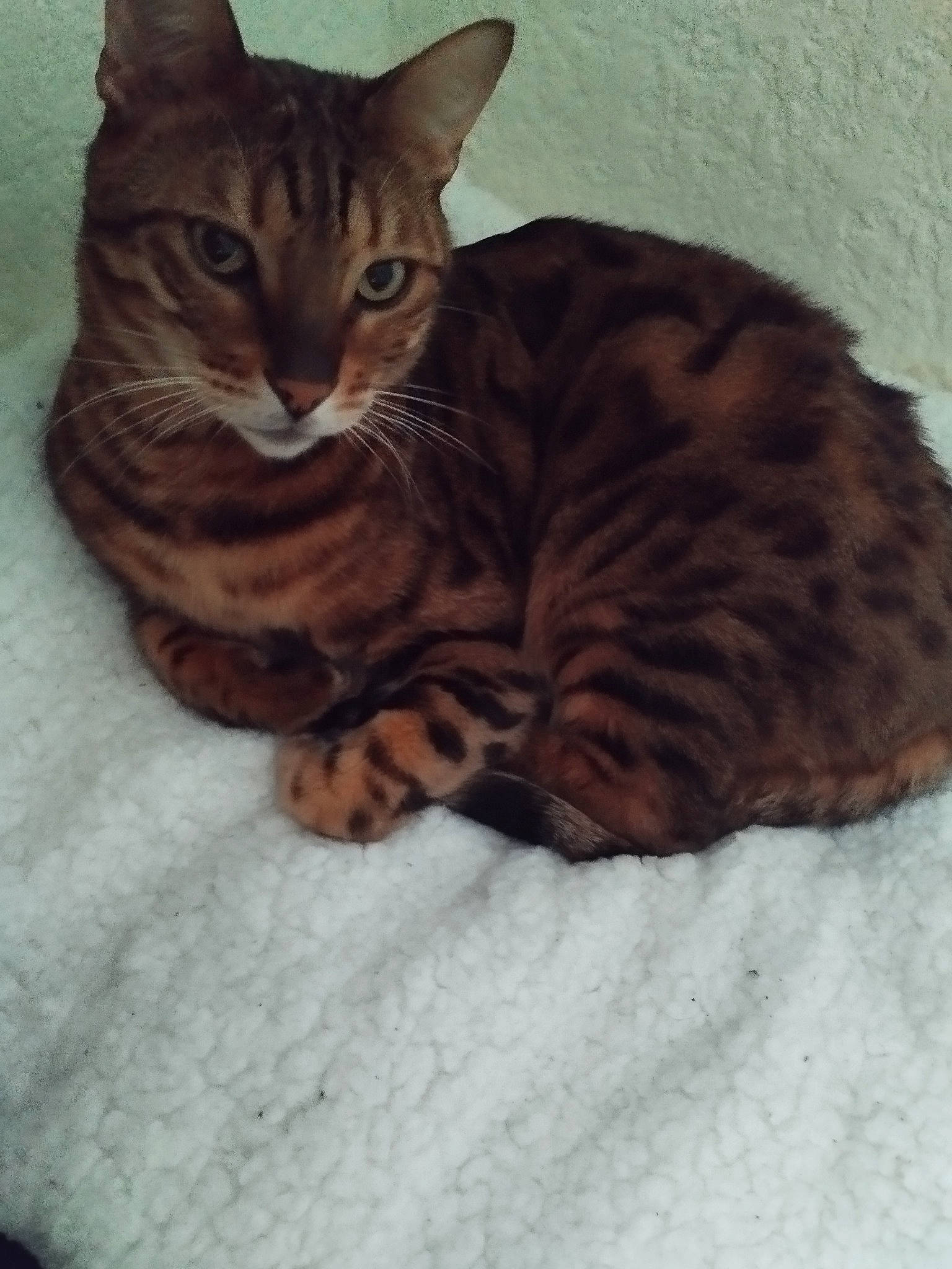 Simba a rejoint le concours — aidez-le/la à gagner de superbes lots ! carnivore, cat, cat_supply, comfort, domestic_short_haired_cat, eye, fawn, felidae, fur, head, paw, sitting, small_to_medium_sized_cats, snout, tail, terrestrial_animal, whiskers