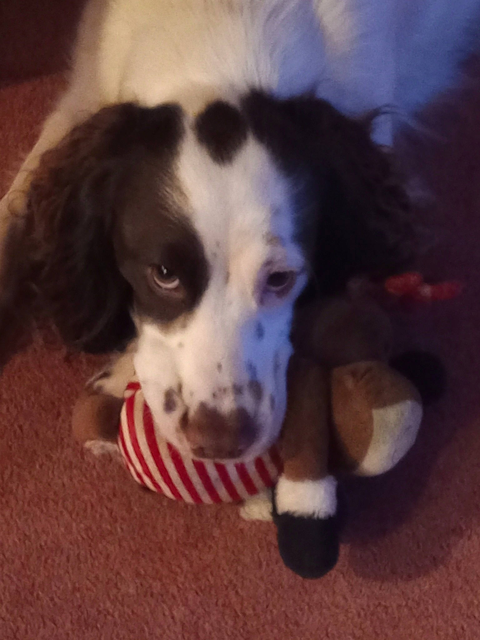 Patch is registered to the contest to win money with this photo: bored, canidae, carnivore, companion_dog, dog, dog_breed, fur, herding_dog, non_sporting_group, puppy, spaniel, sporting_group, terrestrial_animal, toy_dog, whiskers, working_animal