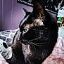 Babys is registered to the contest to win money with this photo: animal, bed, black_cat, blanket, cat, close_up, cozy, cute, domestic_cat, eye, feline, fur, indoor, pet, plush_toy, purple_wall, resting, side_profile, skull_toy, whiskers