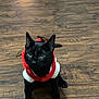 Babys is registered to the contest to win money with this photo: animal, antlers, black_cat, cat, costume, cute, ears, festive, flooring, fur, green_eyes, holiday, indoor, looking_up, pet, red_outfit, sitting, small, whiskers, wooden_floor