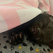 Babys is registered to the contest to win money with this photo: animal, black_cat, blanket, claws, close_up, cozy, cute, fabric, hearts, indoor, kitten, nap, paw, pet, pink, resting, sleeping, soft, warm, white