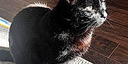 Babys is registered to the contest to win money with this photo: animal, black_cat, cabinet, cat, cozy, domestic, ears, feline, floor, fur, home, indoor, looking, pet, rug, shadow, sitting, sunlight, whiskers, wooden_floor