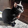 animal, black_cat, cabinet, cat, cozy, domestic, ears, feline, floor, fur, home, indoor, looking, pet, rug, shadow, sitting, sunlight, whiskers, wooden_floor