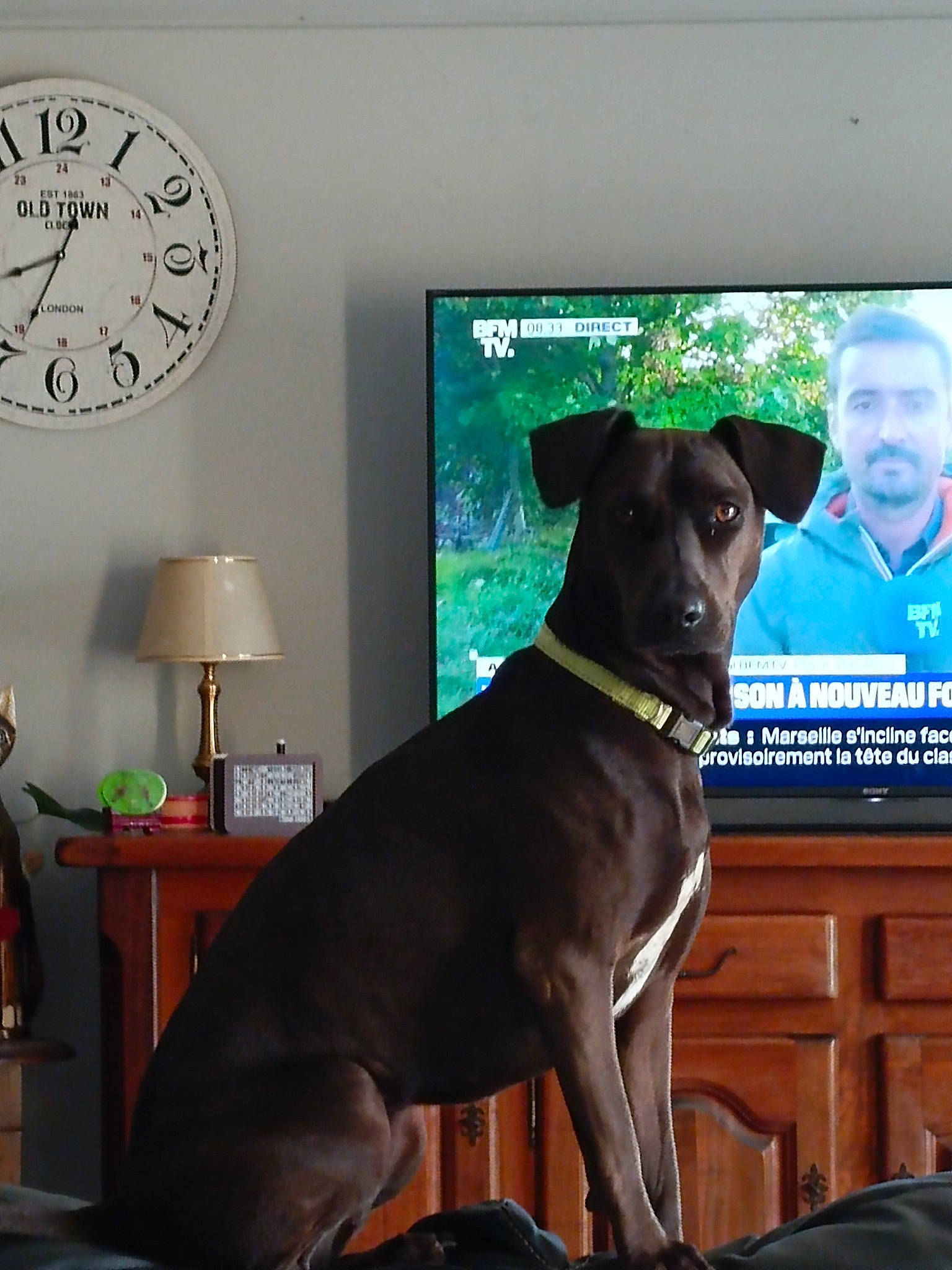 Duchesse a rejoint le concours — aidez-le/la à gagner de superbes lots ! canidae, carnivore, chair, clock, collar, comfort, companion_dog, display_device, dog, dog_breed, dog_collar, fawn, furniture, liver, picture_frame, snout, sporting_group, tail, window, working_animal