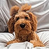 dog, poodle, fluffy, brown, pet, cute, animal, bed, white_bedspread, relaxed, indoors, fur, portrait, looking_at_camera, pigtails, cozy, companion, cute_pet, adorable, domestic_animal
