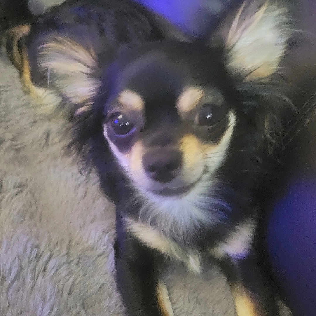 Bandit a rejoint le concours — aidez-le/la à gagner de superbes lots ! animal, armchair, canine, chair, chihuahua, cockerspaniel, couch, cushion, dog, eskimodog, furniture, head, homedecor, hound, husky, papillon, person, pet, puppy, terrier