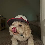 Riley joined the competition — help win amazing prizes! dog, white_dog, pet, cap, baseball_cap, carpet, stairs, indoor, animal, cute, tongue_out, fluffy, lying_down, fur, collar, paw, nose, pet_accessory, house, cozy
