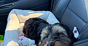 Link joined the competition — help win amazing prizes! dog, sleeping, pet_bed, car_interior, passenger_seat, seatbelt, blanket, leather_seat, cozy, nap, fur, resting, sunlight, black_dog, small_dog, car_door, window, soft_texture, animal, companion