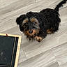 Link is registered to the contest to win money with this photo: dog, pet, indoor, floor, wood_floor, black_dog, tan_markings, fur, animal, looking_up, cute, small_dog, paw, tail, toes, sandal, human, foot, colorful, cozy