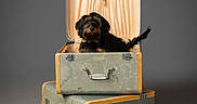 Link is registered to the contest to win money with this photo: animal, brown_and_black_fur, classic, comfort, curious_eyes, cute, dog, furniture, grey_background, indoor, open_suitcase, pet, portrait, small_dog, soft_light, stacked_suitcases, studio_lighting, tail, travel, vintage_suitcase