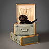 Link is registered to the contest to win money with this photo: dog, vintage_suitcase, stacked_suitcases, indoor, pet, brown_and_black_fur, curious_eyes, tail, portrait, studio_lighting, grey_background, open_suitcase, comfort, animal, furniture, classic, travel, soft_light, cute, small_dog