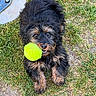 dog, tennis_ball, grass, pet, animal, playing, outdoor, cute, fur, mouth, toy, black, brown, eyes, paw, snout, happy, fetch, nature, canine