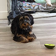 Link is registered to the contest to win money with this photo: dog, puppy, black_dog, brown_dog, floor, wooden_floor, pet_bed, blanket, toy, indoor, home, relaxed, lying_down, curly_fur, furniture, cozy, animal, companion, domestic, resting