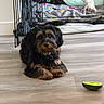 dog, puppy, black_dog, brown_dog, floor, wooden_floor, pet_bed, blanket, toy, indoor, home, relaxed, lying_down, curly_fur, furniture, cozy, animal, companion, domestic, resting
