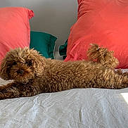 Hopy a rejoint le concours — aidez-le/la à gagner de superbes lots ! dog, bed, pillow, brown_dog, curly_fur, indoor, pet, resting, cozy, fur, animal, cute, canine, relaxed, home, sleepy, cushion, domestic_animal, laying_down, furniture