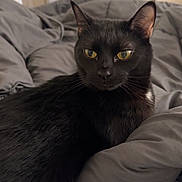 Salem is registered to the contest to win money with this photo: black_cat, cat, pet, indoor, bedroom, blanket, gray_blanket, feline, animal, yellow_eyes, resting, cozy, soft_light, curious, domestic_animal, fur, whiskers, ear, comfort, home