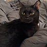 black_cat, cat, pet, indoor, bedroom, blanket, gray_blanket, feline, animal, yellow_eyes, resting, cozy, soft_light, curious, domestic_animal, fur, whiskers, ear, comfort, home