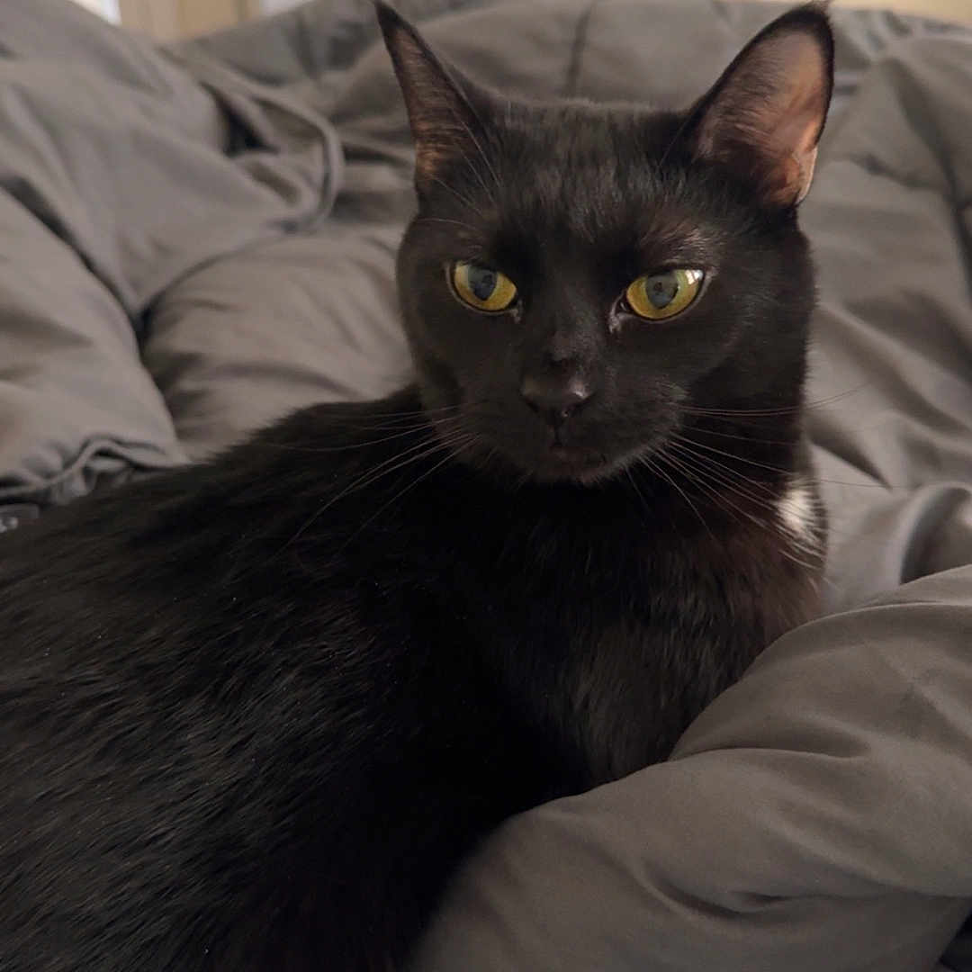 Salem is registered to the contest to win money with this photo: black_cat, cat, pet, indoor, bedroom, blanket, gray_blanket, feline, animal, yellow_eyes, resting, cozy, soft_light, curious, domestic_animal, fur, whiskers, ear, comfort, home