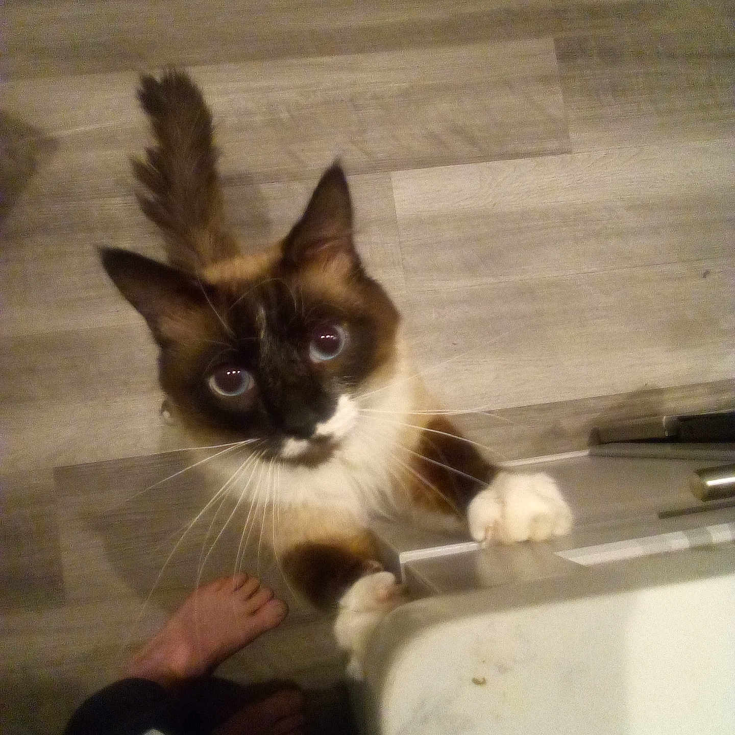 Groot is registered to the contest to win money with this photo: abyssinian, animal, baby, barefoot, bathing, bathtub, bodypart, cat, hardwood, kitten, manx, person, pet, plywood, siamese, sink, slate, toe, tub, wood