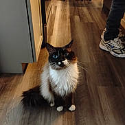 Groot joined the competition — help win amazing prizes! animal, blue_eyes, cabinet, casual, cat, curious, domestic, flooring, fluffy, fur, indoor, kitchen, legs, person, pet, sitting, sneakers, whiskers, white_paws, wooden_floor