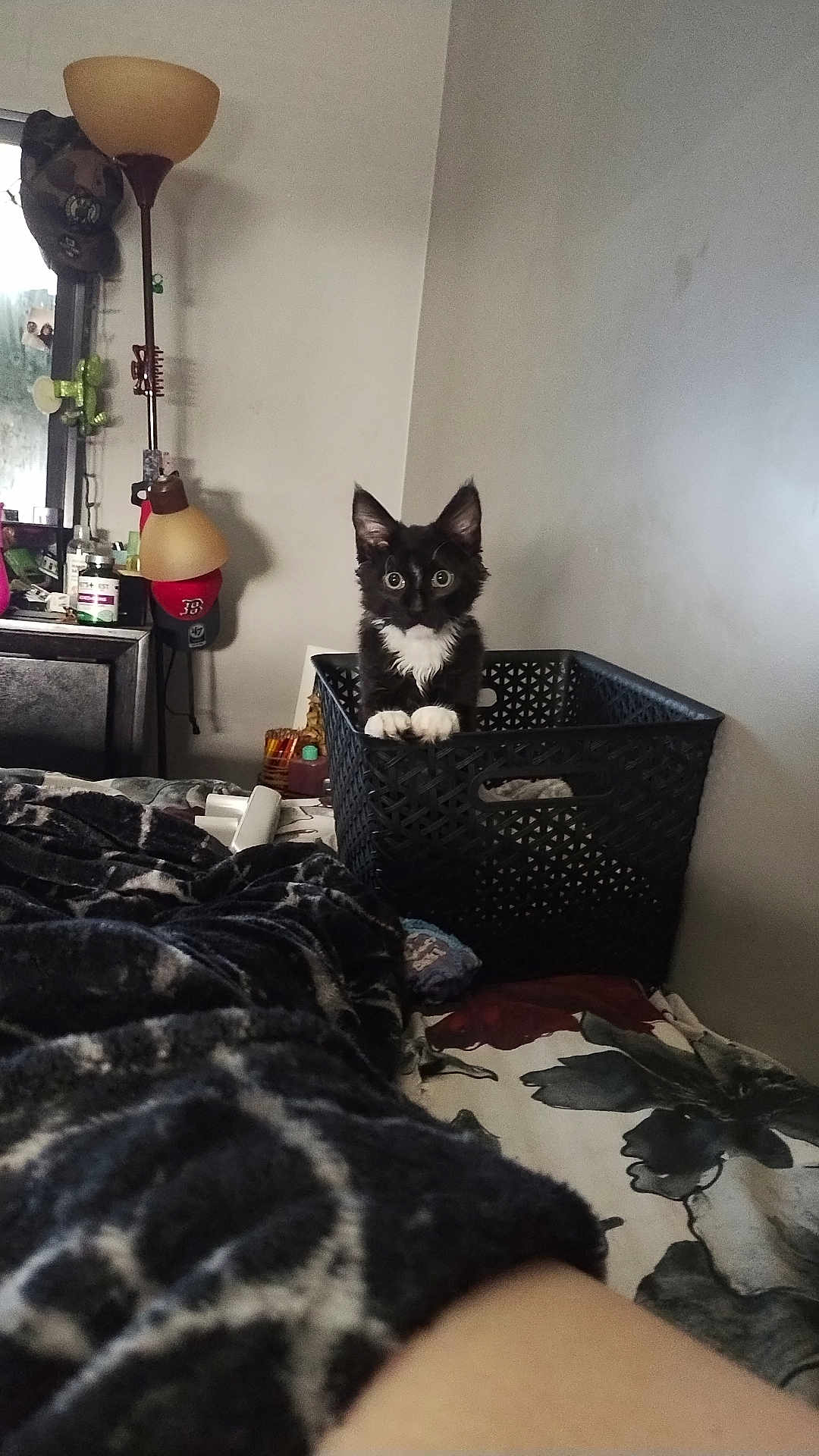 Keno is registered to the contest to win money with this photo: animal, architecture, bed, bedroom, building, cat, couch, cushion, face, furniture, head, homedecor, indoors, interiordesign, lamp, livingroom, pet, plant, pottedplant, room