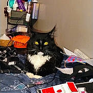 Keno joined the competition — help win amazing prizes! cat, black_and_white, bed, blanket, clutter, personal_care_products, box, papers, cigarettes, yellow_eyes, fur, whiskers, indoor, furniture, resting, animal, messy, intense_stare, domestic, pet