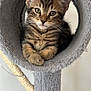 animal, cat, cat_tree, cozy, curious, cute, ears, fur, furry, gray, indoor, kitten, looking, paws, pet, resting, soft, tabby, whiskers, young