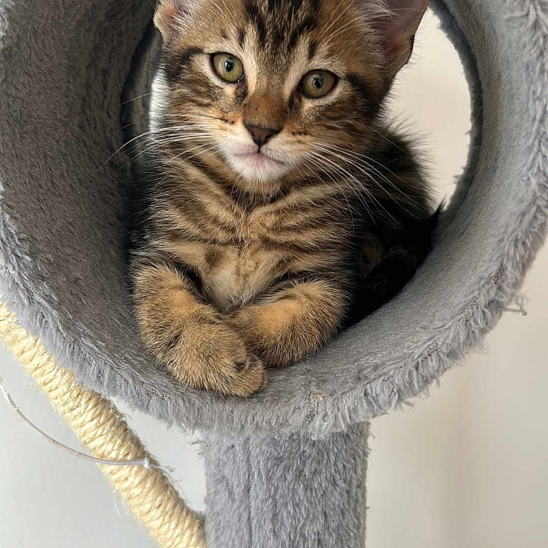 Brabus a rejoint le concours — aidez-le/la à gagner de superbes lots ! animal, cat, cat_tree, cozy, curious, cute, ears, fur, furry, gray, indoor, kitten, looking, paws, pet, resting, soft, tabby, whiskers, young