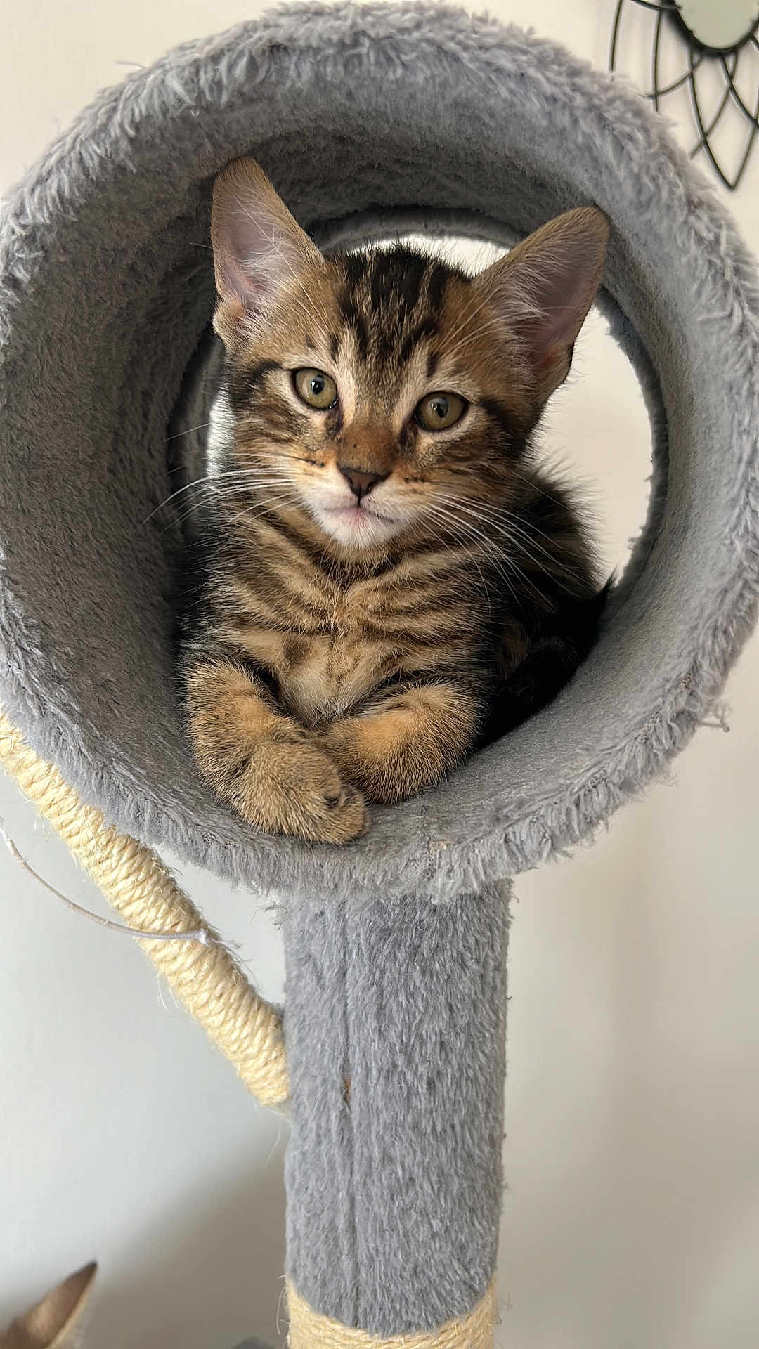Brabus a rejoint le concours — aidez-le/la à gagner de superbes lots ! animal, cat, cat_tree, cozy, curious, cute, ears, fur, furry, gray, indoor, kitten, looking, paws, pet, resting, soft, tabby, whiskers, young