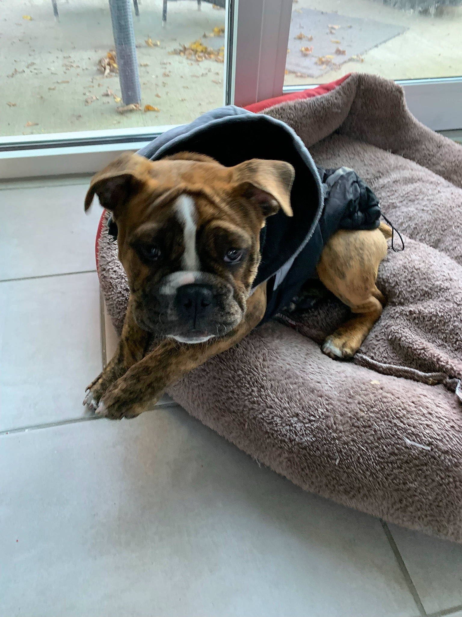Isabelle joined the competition — help win amazing prizes! bored, boxer, canidae, carnivore, collar, comfort, companion_dog, dog, dog_breed, dog_collar, dog_supply, fawn, pet_supply, puppy, snout, sporting_group, whiskers, working_animal, working_dog, wrinkle