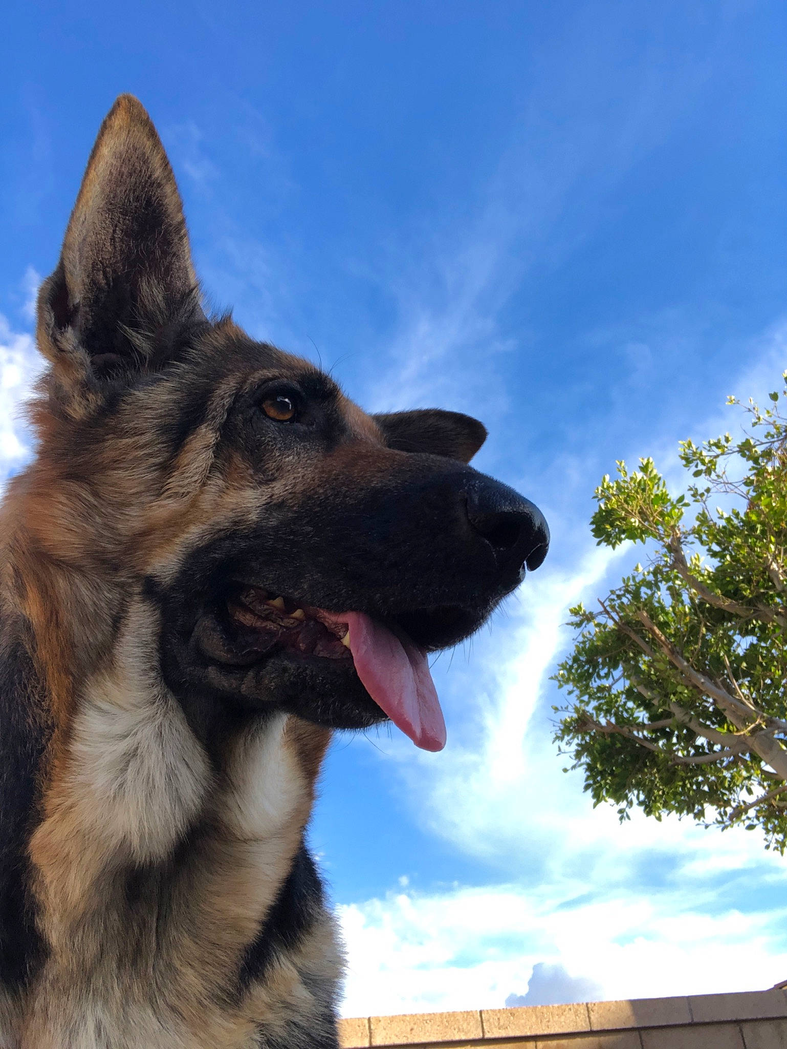 Krispy is registered to the contest to win money with this photo: belgian_shepherd, bohemian_shepherd, canidae, carnivore, dog, dog_breed, east_european_shepherd, fawn, german_shepherd_dog, king_shepherd, kunming_wolfdog, mammal, norwegian_elkhound, old_german_shepherd_dog, rare_breed_dog, shiloh_shepherd_dog, sky, snout, tervuren, vertebrate