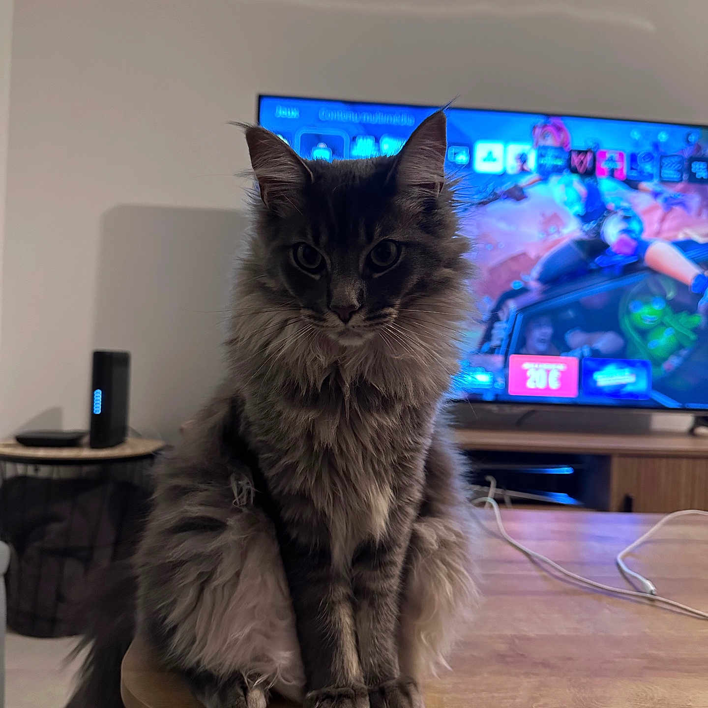 Apollon participe au concours pour gagner de l'argent avec cette photo : animal, architecture, building, cat, computerhardware, couch, electronics, entertainmentcenter, furniture, hardware, indoors, livingroom, monitor, person, pet, room, screen, speaker, tv, wood