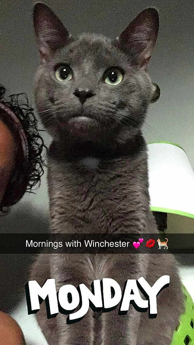 Winchester