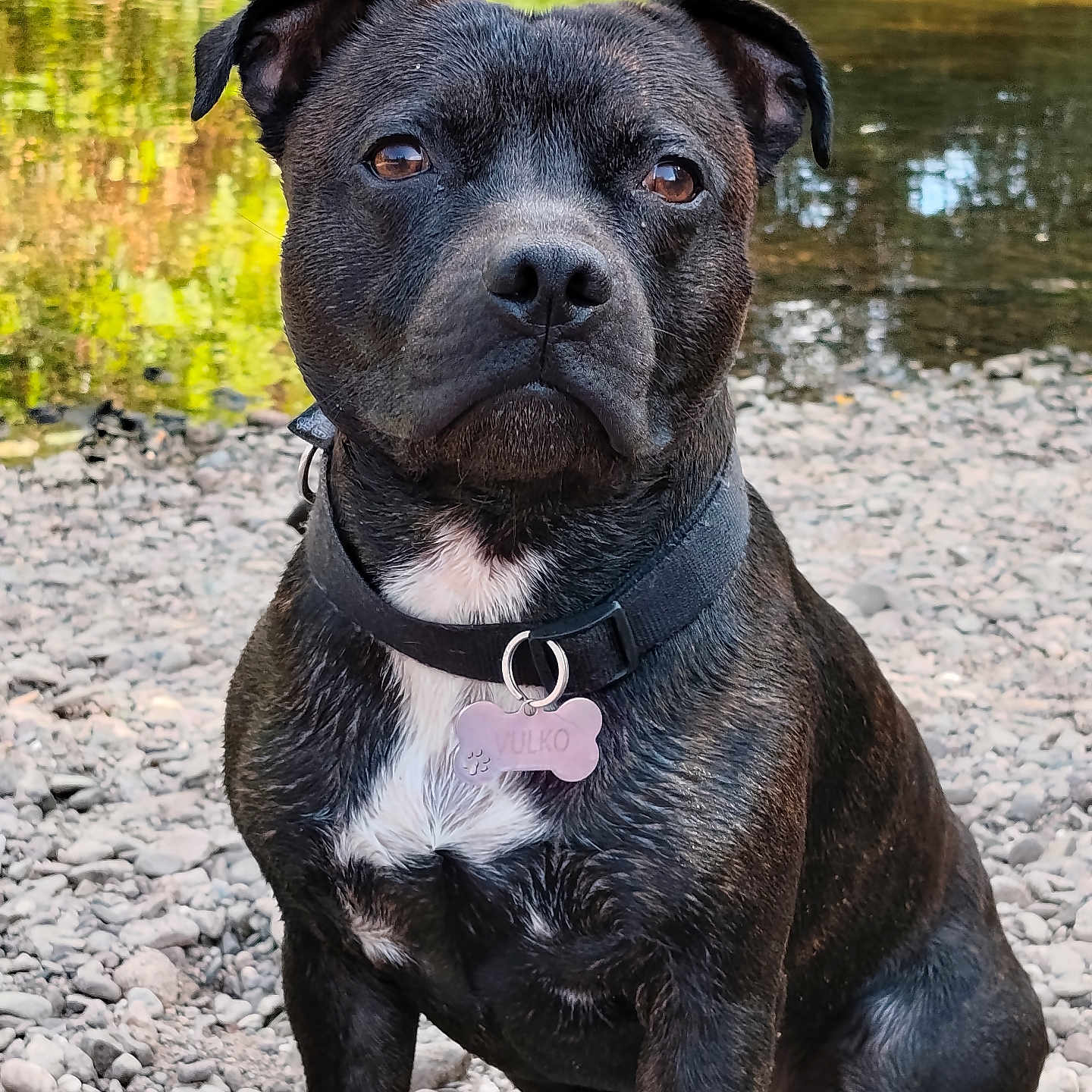 Vulko a rejoint le concours — aidez-le/la à gagner de superbes lots ! dog, black_dog, pet, collar, tag, outdoor, river, rocks, water, nature, animal, sitting, portrait, fur, ears, nose, eyes, calm, daylight, reflection