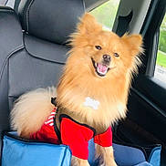 Hachi joined the competition — help win amazing prizes! animal, booster_seat, car, car_seat, cute, dog, domestic_animal, fluffy, fur, happy, harness, interior, leather_seat, pet, pomeranian, red_shirt, seat, smiling, transportation, window